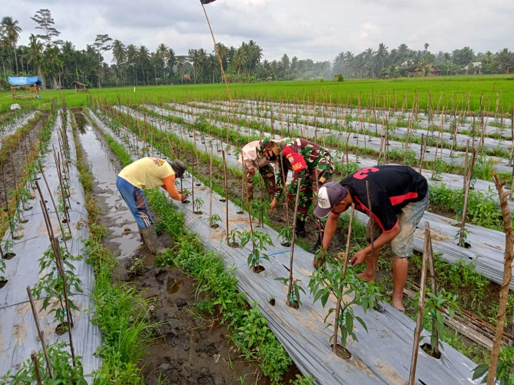 sektor pertanian desa buloh,